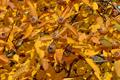 medlar 